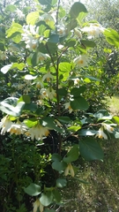 Styrax