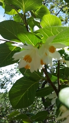 Styrax