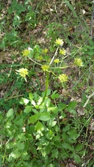 Tauschia hartwegii
