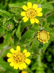 Layia hieracioides