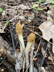 Morchella diminutiva