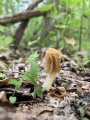 Morchella diminutiva