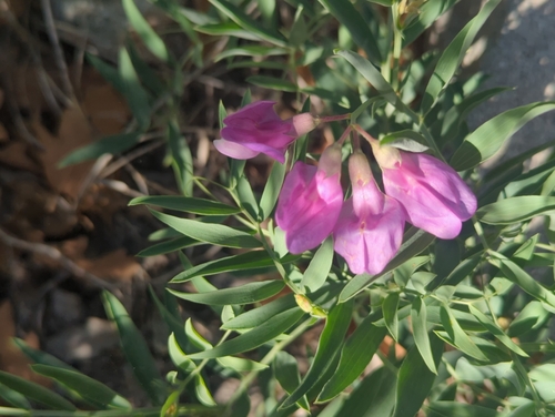 Image of Lathyrus eucosmus by (c) Tom Field, some rights reserved (CC BY)