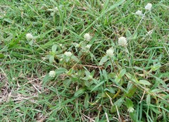 Gomphrenoideae