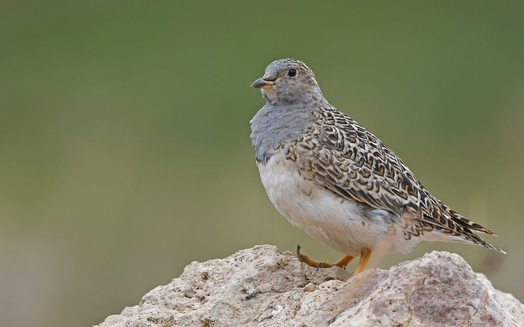 Gray-Breasted Seedsnipe