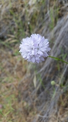 Gilia capitata
