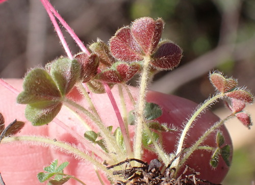 Image of Oxalis imbricata by (c) Nicola van Berkel, some rights reserved (CC BY-SA)