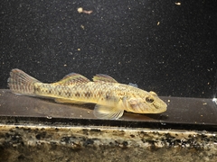 Amur Goby photo 2