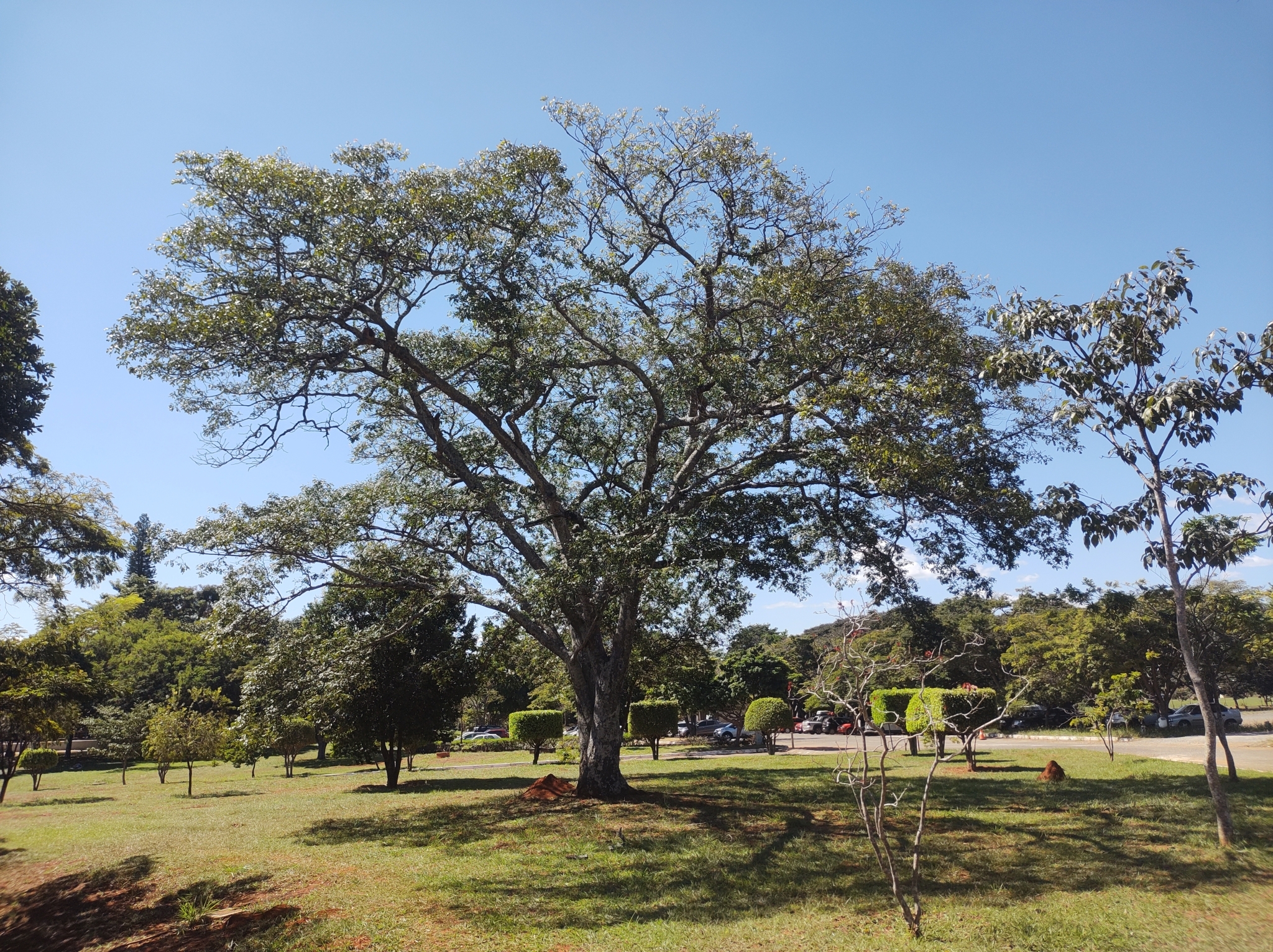 Imagem de Copaíba