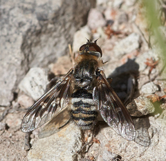 Thyridanthrax nugator