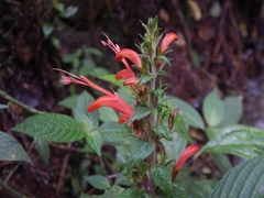Stenostephanus hispidulus