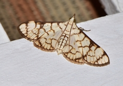 Aphytoceros lucusalis