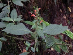 Stenostephanus hispidulus