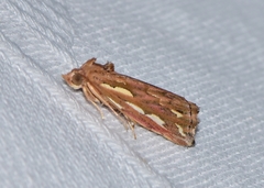 Meyrickella torquesauria