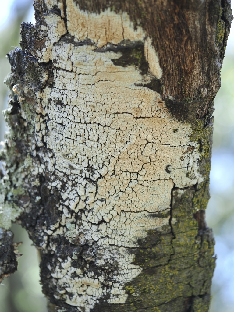Xylodon sp. 'CA04'