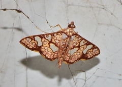 Glyphodes canthusalis