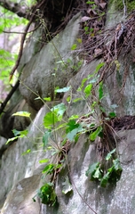 Heuchera micrantha diversifolia