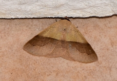 Ophyx ochroptera