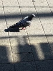 Columba livia domestica
