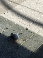 Columba livia domestica