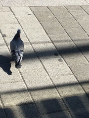 Columba livia domestica