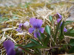 Viola egglestonii