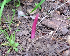 Corallorhiza maculata