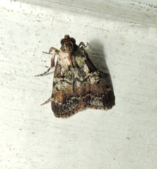 Orthaga rubridiscalis