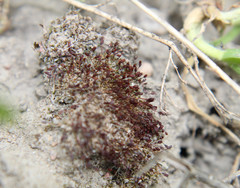 Pterygoneurum ovatum