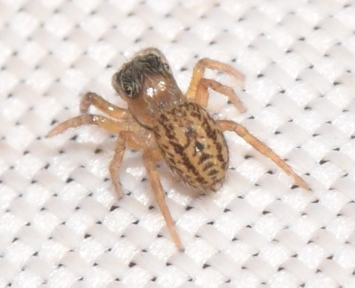 White-Palped Jumping Spider, Egmond aan Zee, Nederland, photo 4 of 10