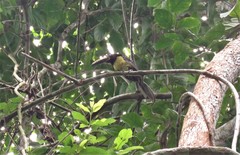 Pteroglossus inscriptus