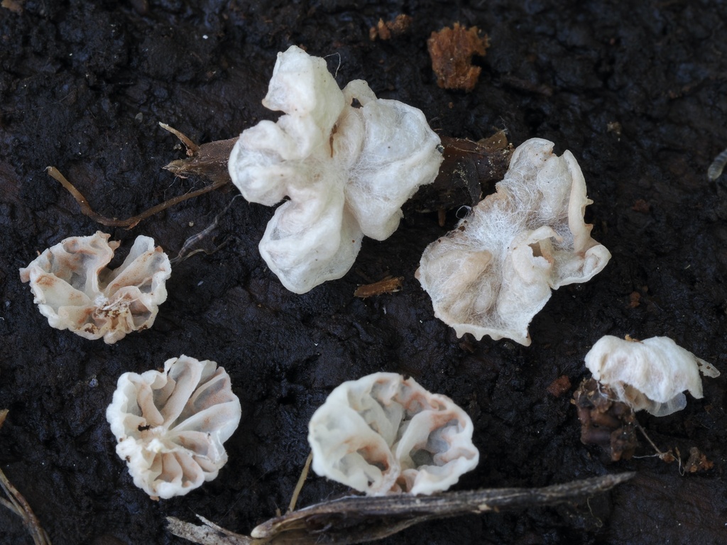 Entoloma nanoalbum