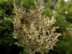 Cystotheca lanestris