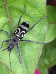 Chlorophorus macaumensis