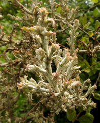 Cystotheca lanestris