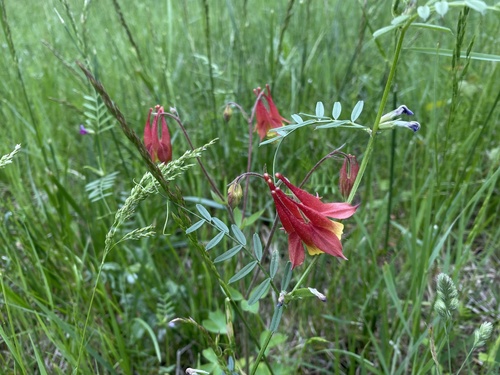Red Columbine