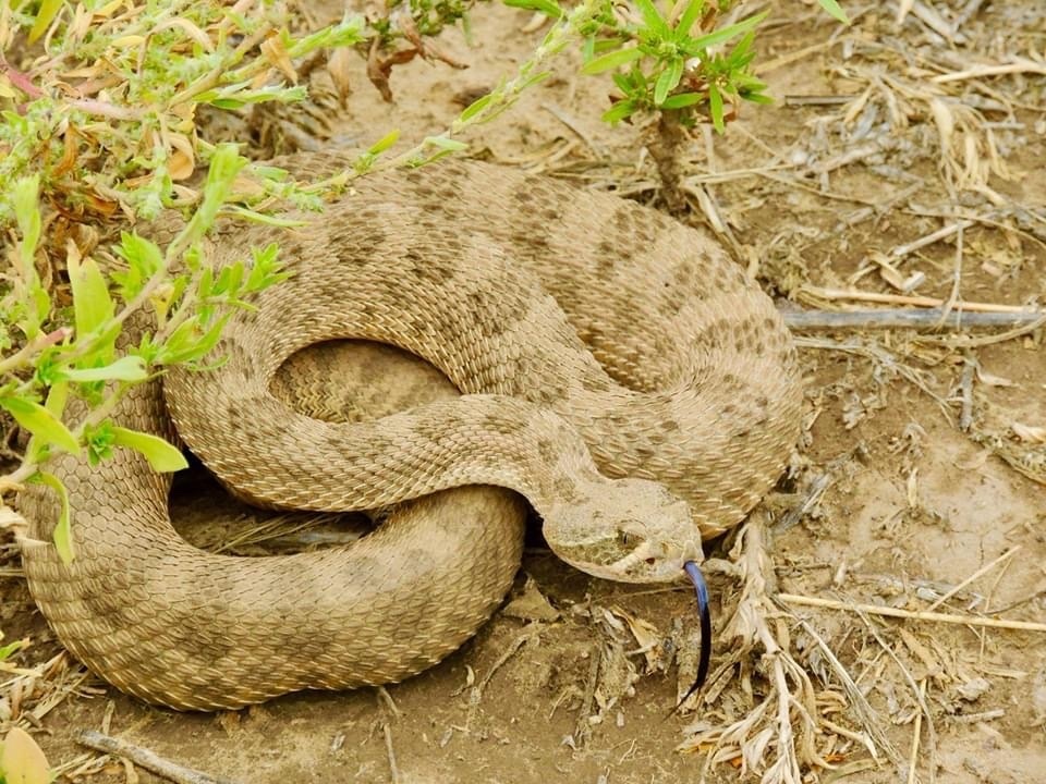 Prairie Rattlesnake from Bosque del Apache National Wildlife Refuge ...