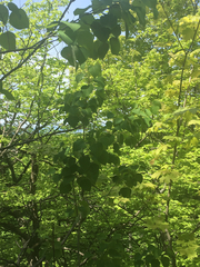Populus