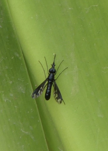 Eclimus gracilis