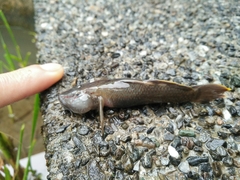 Rhinogobius candidianus