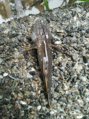 Rhinogobius candidianus