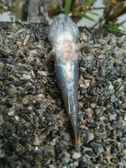 Rhinogobius candidianus
