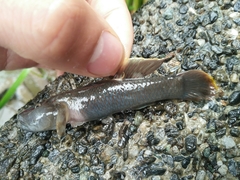 Rhinogobius candidianus