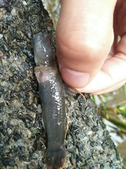 Rhinogobius candidianus