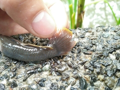 Rhinogobius candidianus