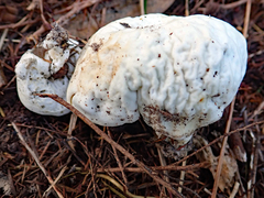 Boletus semigastroideus