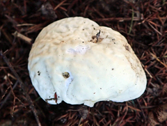 Boletus semigastroideus
