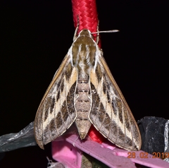 Hyles livornicoides