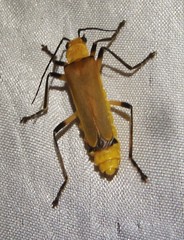 Chauliognathus cinguliventris