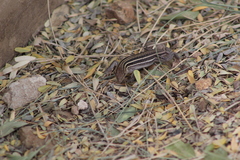 Aspidoscelis uniparens